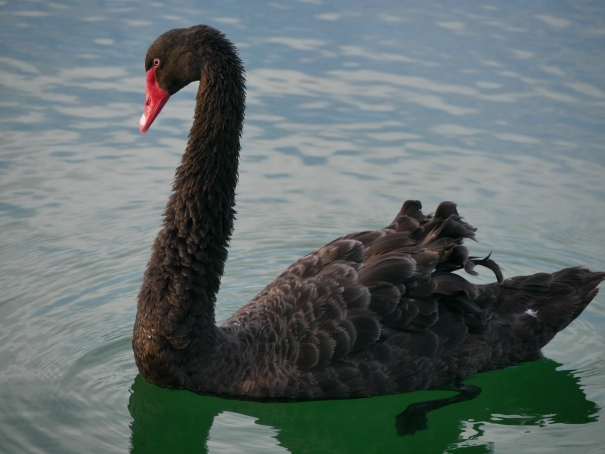 Black Swan courtesy of William Bibb.jpg